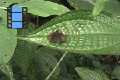 Scene 27_flighthss_HESPERIIDAE take off leaf